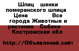 Шпиц - шенки померанского шпица › Цена ­ 20 000 - Все города Животные и растения » Собаки   . Костромская обл.